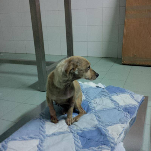 Lola.jpg Mobilifici sd altamura
